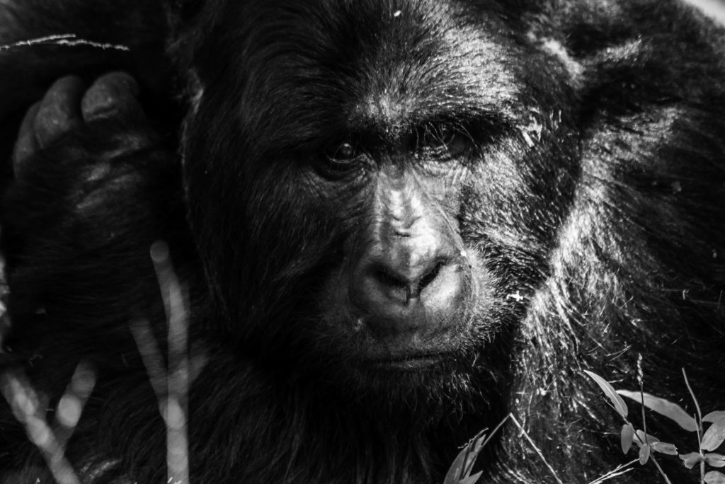 Silverback mountain gorilla in Mgahinga National Park, Uganda
