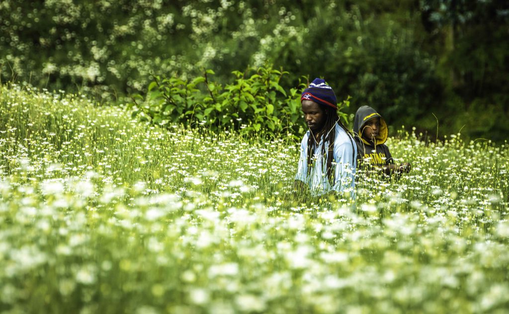 Locals picking flowers to produce insect repellent - Bisoke, Rwanda